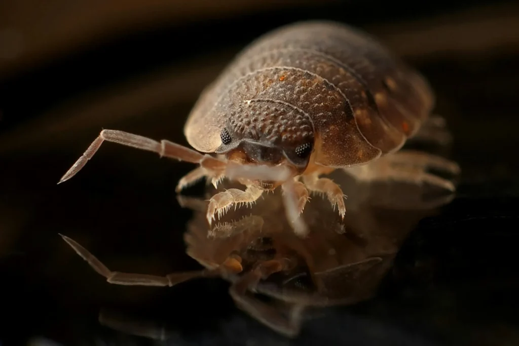 Bed-Bug-Treatment - North Chili Pest Control Pros | North Chili, NY | 585-632-6992